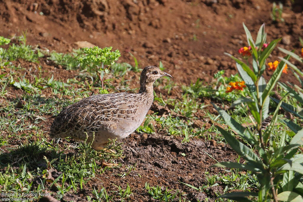 Tinamou perdrixadulte, identification