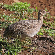 Chilean Tinamou