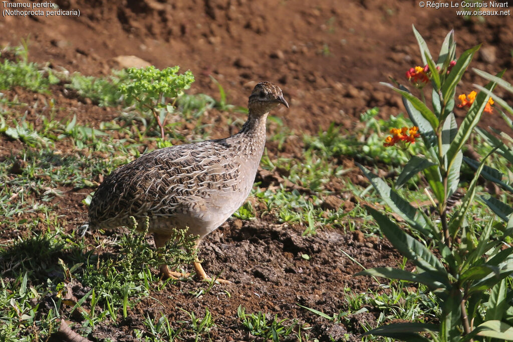 Tinamou perdrix