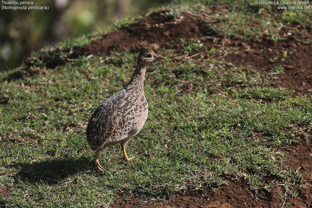 Tinamou perdrix