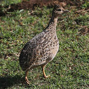 Chilean Tinamou