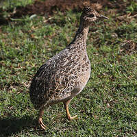 Tinamou perdrix
