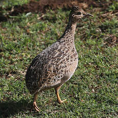 Tinamou perdrix