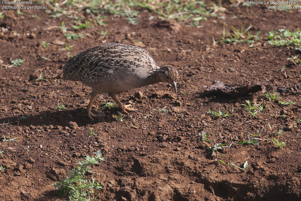 Tinamou perdrix