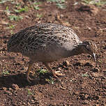 Tinamou perdrix