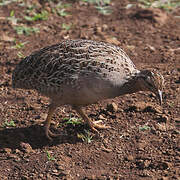 Chilean Tinamou