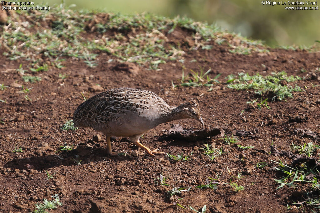 Tinamou perdrix