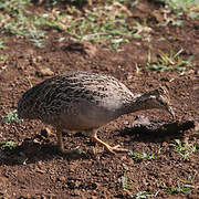 Chilean Tinamou