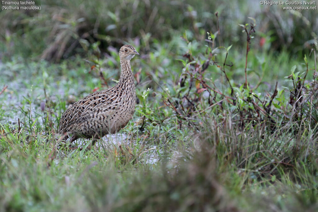 Tinamou tacheté