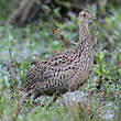 Tinamou tacheté