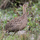 Tinamou tacheté