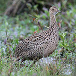 Tinamou tacheté