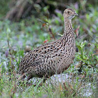 Tinamou tacheté