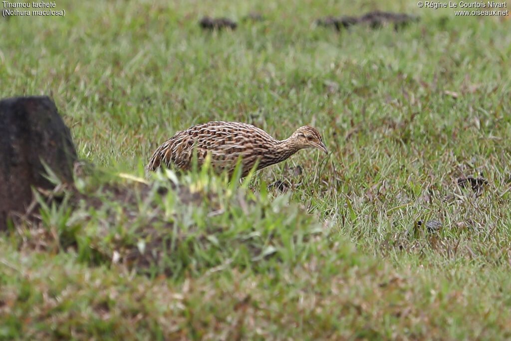 Tinamou tacheté