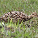 Tinamou tacheté