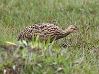 Tinamou tacheté