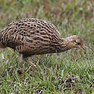 Tinamou tacheté