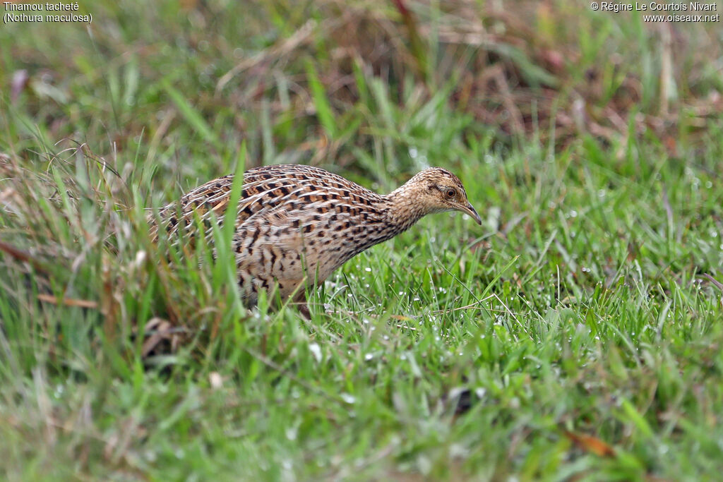 Tinamou tacheté