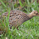Tinamou tacheté