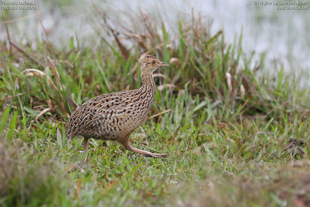 Tinamou tacheté
