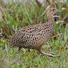 Tinamou tacheté