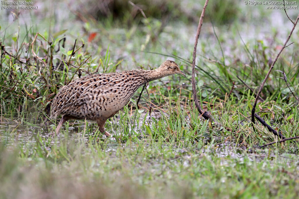 Tinamou tacheté