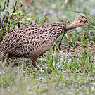 Tinamou tacheté