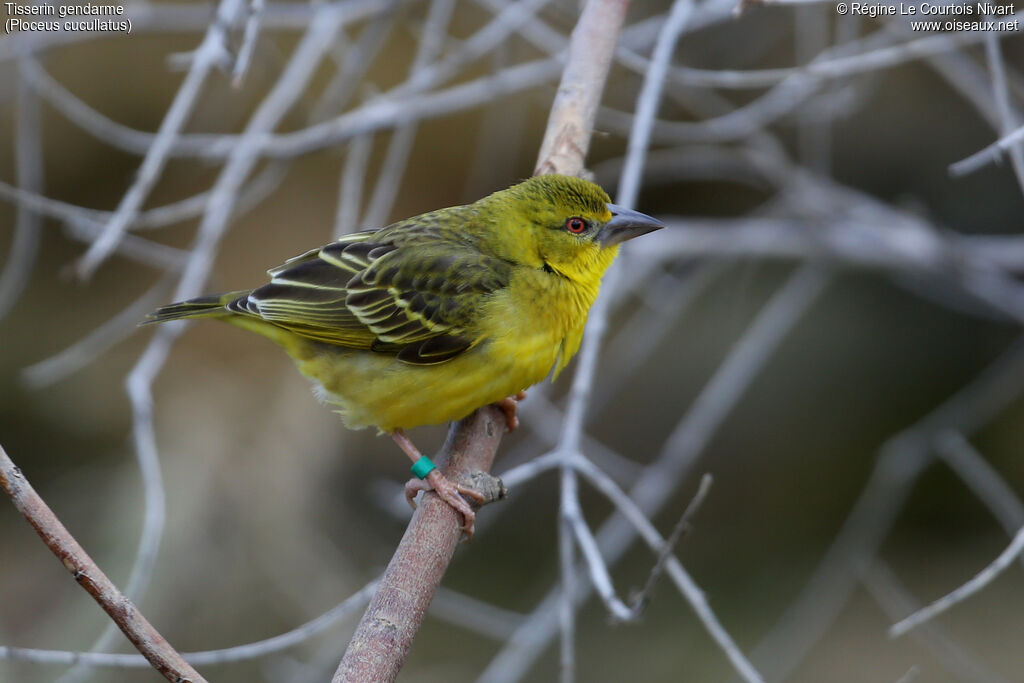 Tisserin gendarme femelle