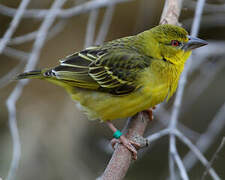 Village Weaver