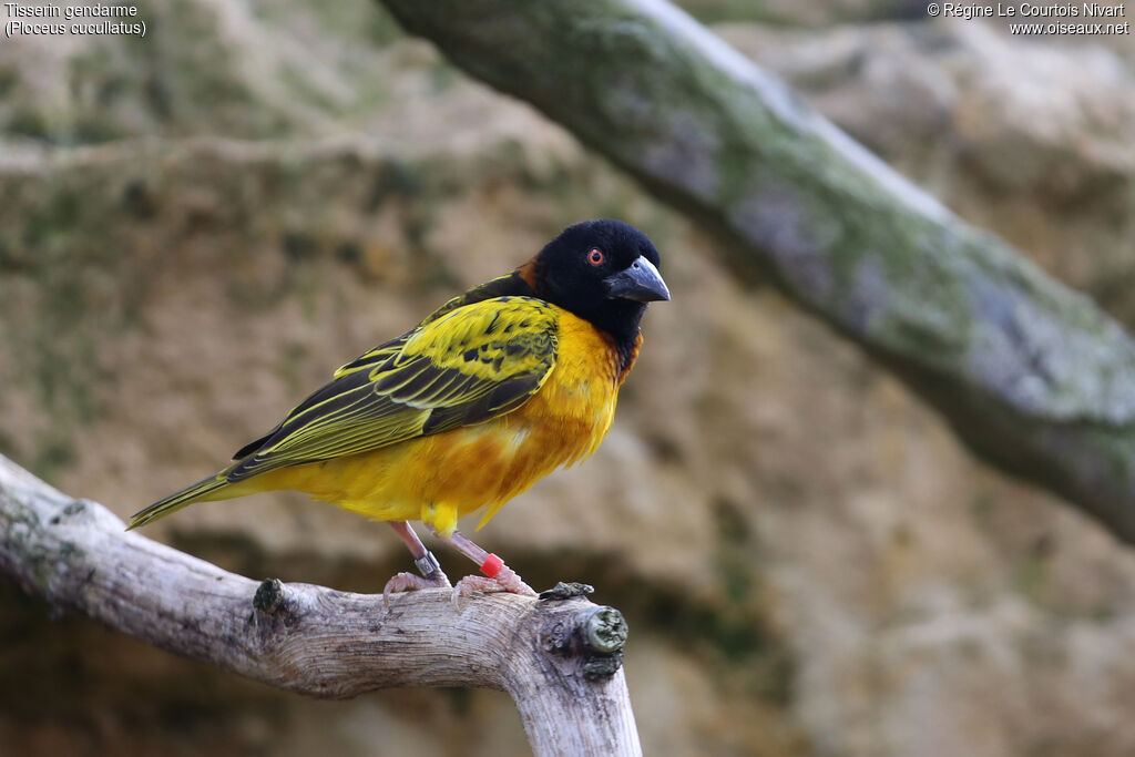 Village Weaver male