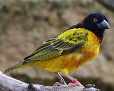 Village Weaver