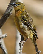 Village Weaver