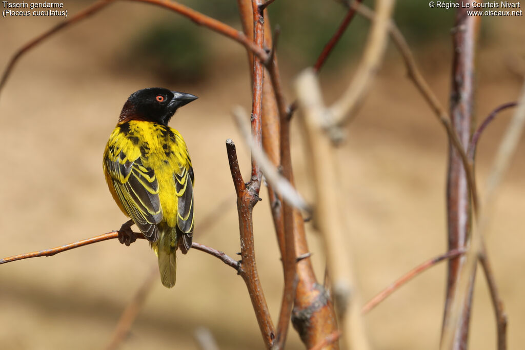 Village Weaver male adult