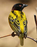 Village Weaver