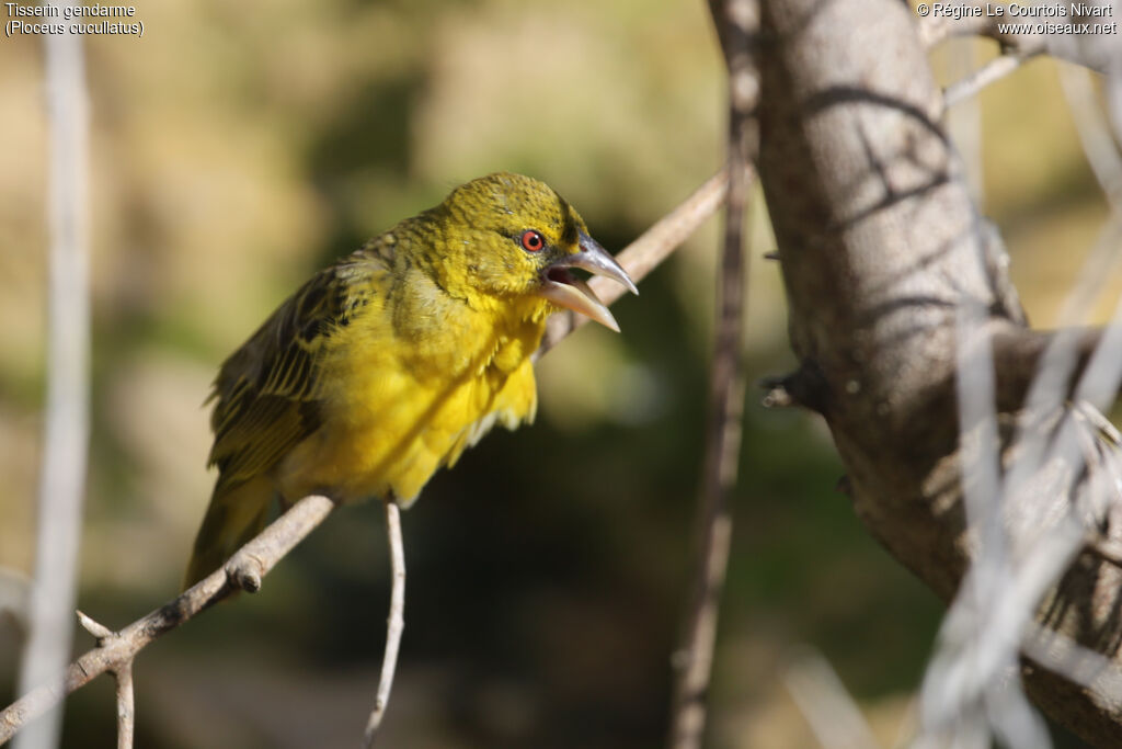 Village Weaver female adult