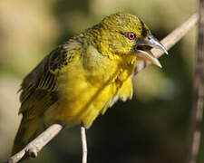 Village Weaver