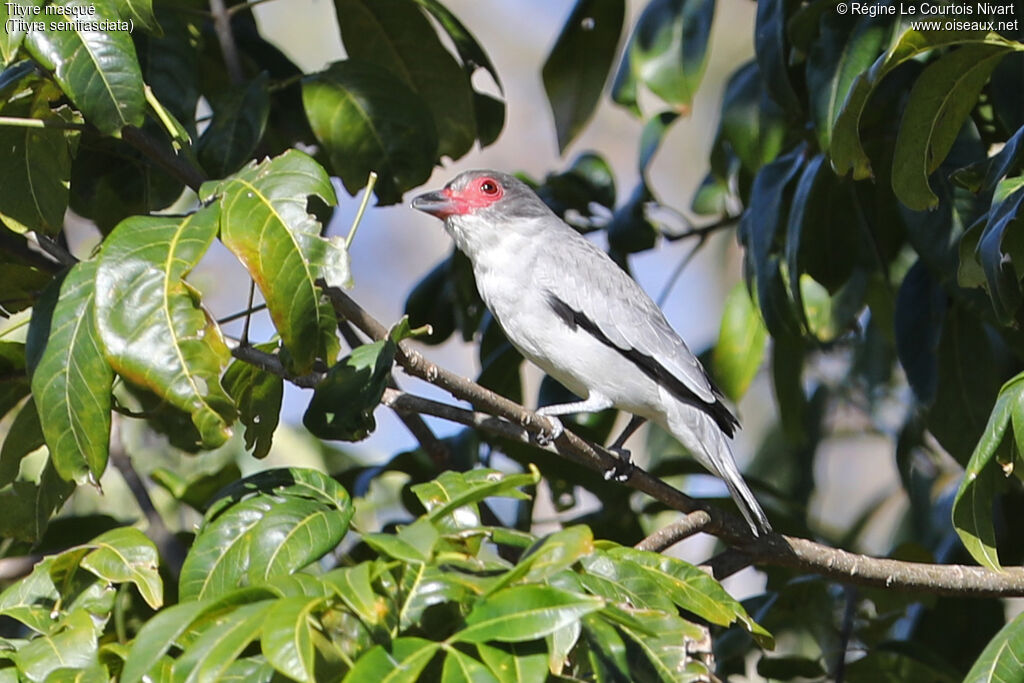 Tityre masqué femelle