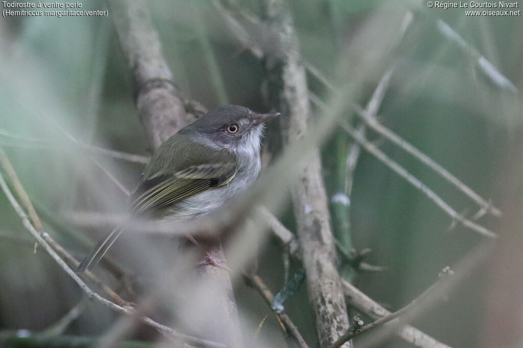 Todirostre à ventre perle