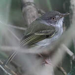 Todirostre à ventre perle