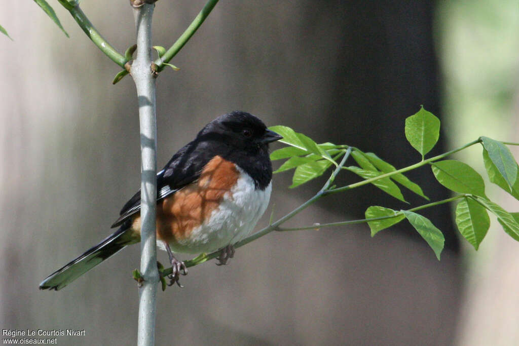 Tohi à flancs roux mâle adulte, identification