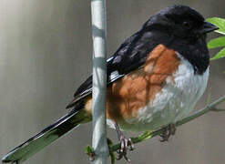 Eastern Towhee