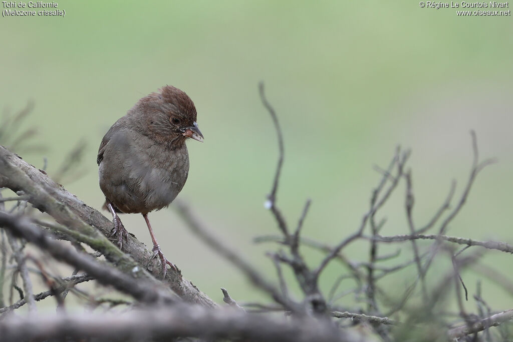 California Towhee