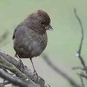 California Towhee