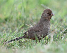 California Towhee