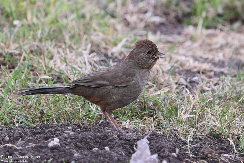 California Towhee