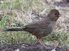 California Towhee