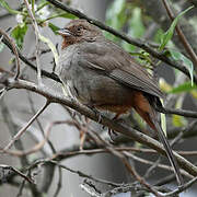 California Towhee