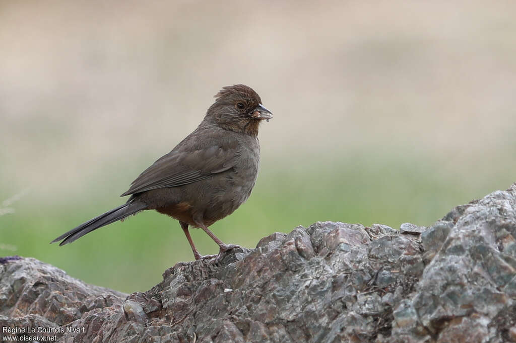 California Towhee