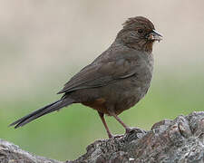 California Towhee