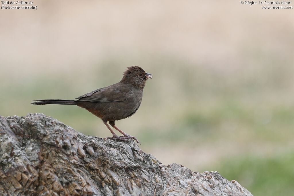 California Towhee
